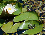 BB 15 0562 / Nymphaea candida / Kantnøkkerose <br /> Pelophylax esculentus / Hybridfrosk